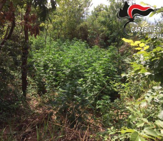 Scoperta piantagione marijuana, arrestati due fratelli