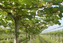 Gioia Tauro, nuovo furto piante kiwi su terreni confiscati