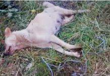 Calabria, cagnolina “incaprettata” e sepolta viva, da alla luce cuccioli prima di morire