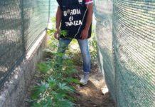 Serra di marijuana nel giardino di casa, un arresto