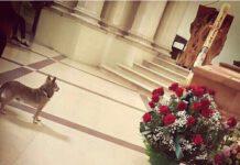 Polistena, la commovente storia di Charlie il cagnolino che si è presentato solo al funerale della sua padrona