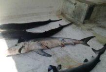 Trovate su spiaggia carcasse di 7 squaletti blu