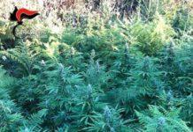 Rinvenute 960 piante di marijuana