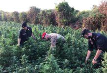 Controlli Carabinieri, rinvenuta piantagione marijuana tra Rosarno e Laureana