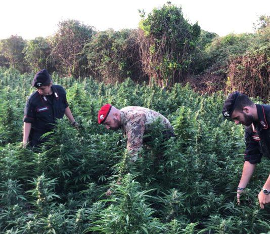 Controlli Carabinieri, rinvenuta piantagione marijuana tra Rosarno e Laureana