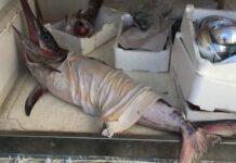 Palmi, sequestrati oltre 90 kg di prodotto ittico