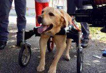 Morto Dylan, il “cane con carrellino” che ha commosso tutti