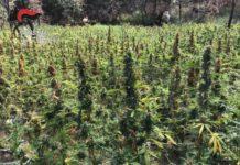 Scoperta maxi piantagione di marijuana tra Nicotera e Joppolo
