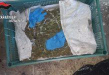 Scoperte due piantagioni di cannabis a Joppolo