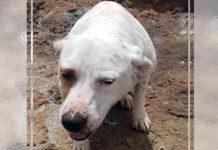 Lancia cane in acqua con pietra al collo, denunciato
