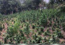 Sorpresi in piantagione di marijuana, 4 arresti