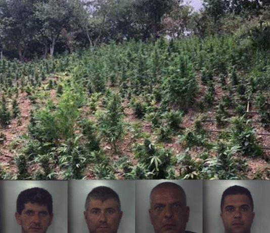 Sorpresi in piantagione di marijuana, 4 arresti