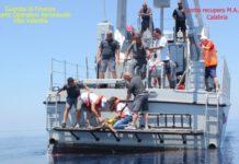 Tartaruga salvata da finanzieri, torna in mare