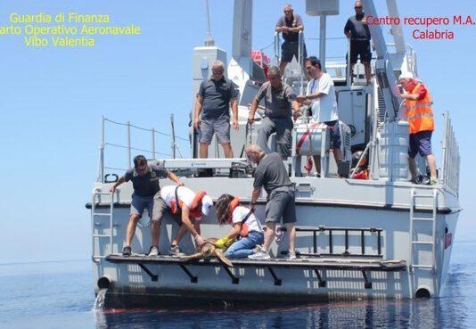 Tartaruga salvata da finanzieri, torna in mare