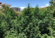 Operazione antidroga carabinieri, rinvenute due piantagioni e oltre 21 kg di marijuana