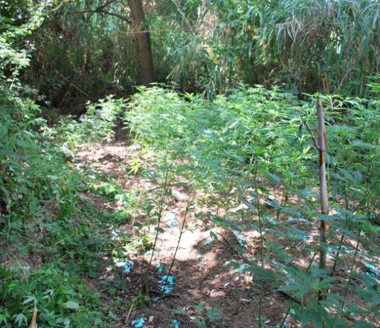 Operazione antidroga, arresti nel vibonese