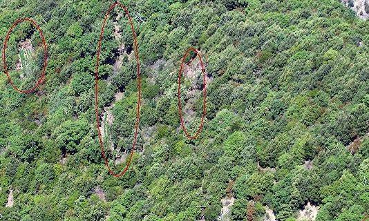 Rinvenute tre piantagioni di cannabis in Aspromonte