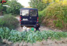 Scoperta piantagione cannabis, due arresti