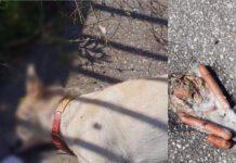 Rosarno, cane avvelenato zona Ospedale