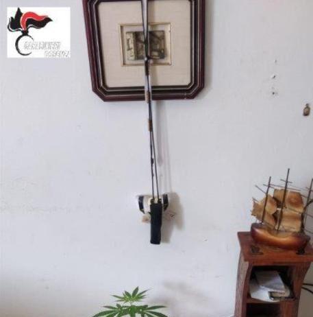 Pianta di marijuana come ornamento ed eroina dentro stampella ortopedica, arrestato