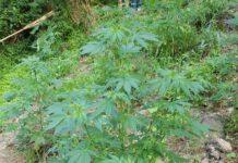 Palmi, scoperta piantagione cannabis, due arresti