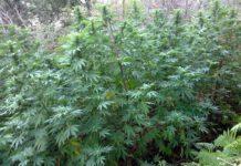 Trovata nel vibonese piantagione di canapa dal valore di 100 mila euro