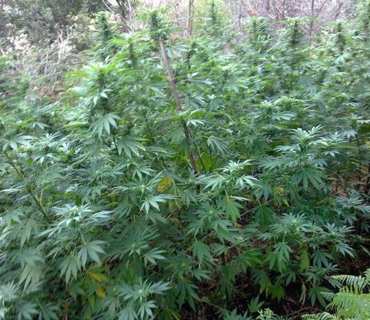 Trovata nel vibonese piantagione di canapa dal valore di 100 mila euro