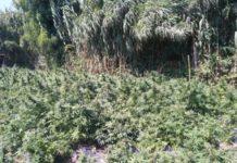 Sorpresi in piantagione di marijuana, arrestati due rosarnesi