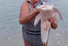 Bagnanti trovano piccolo squalo verdesca e scattano selfie lasciandolo morire