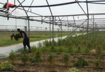 Rinvenuta piantagione cannabis, distrutte oltre 41mila piante