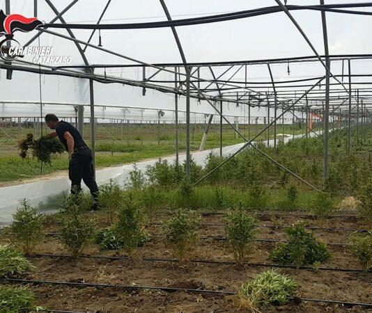 Rinvenuta piantagione cannabis, distrutte oltre 41mila piante