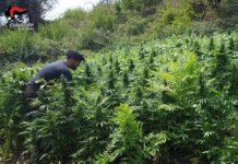 Scoperta vasta piantagione composta da oltre 5.300 piante di canapa indiana