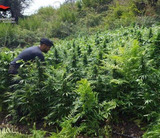 Scoperta vasta piantagione composta da oltre 5.300 piante di canapa indiana
