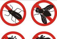 Rosarno- interventi di derattizzazione e deblattizzazione