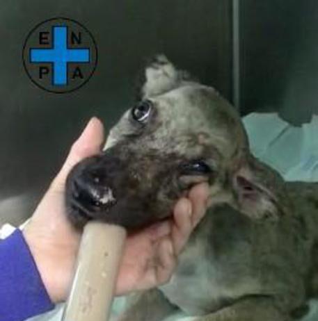 Cane lanciato in un fosso, recuperato da tre ragazzi