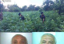 Scoperta piantagione di marijuana a Candidoni, due arresti