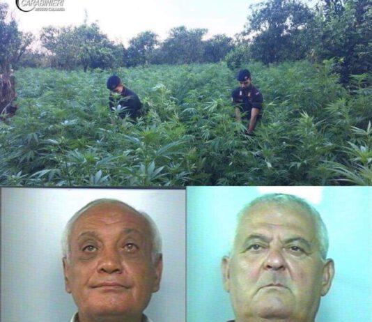 Scoperta piantagione di marijuana a Candidoni, due arresti