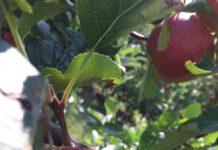 Coldiretti: duramente colpita dal maltempo la zona pre-aspromontana del reggino