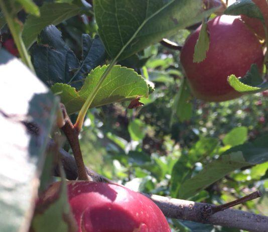 Coldiretti: duramente colpita dal maltempo la zona pre-aspromontana del reggino