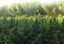 Sequestrate 7 mila piante di marijuana nel reggino