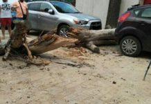 Cade albero in strada, nessun ferito