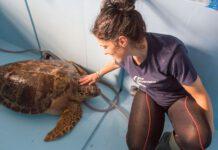Nazzareno, caretta caretta gigante torna in mare dopo cure
