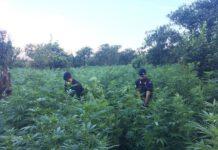 Piantagione con oltre 28mila piante scoperta a Candidoni