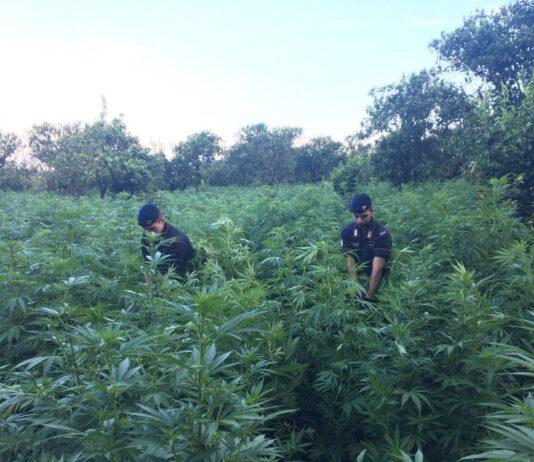 Piantagione con oltre 28mila piante scoperta a Candidoni