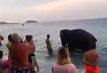 Elefante scappa dal circo e fa un bagno nel mare calabrese