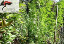 Scoperta piantagione di marijuana