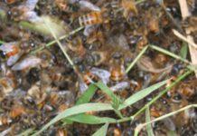 Coldiretti Apicoltura: occorre far volare le api della Calabria. Le difficoltà degli apicoltori nel mese di agosto