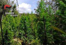 Scoperte cinque piantagioni di marijuana nel vibonese