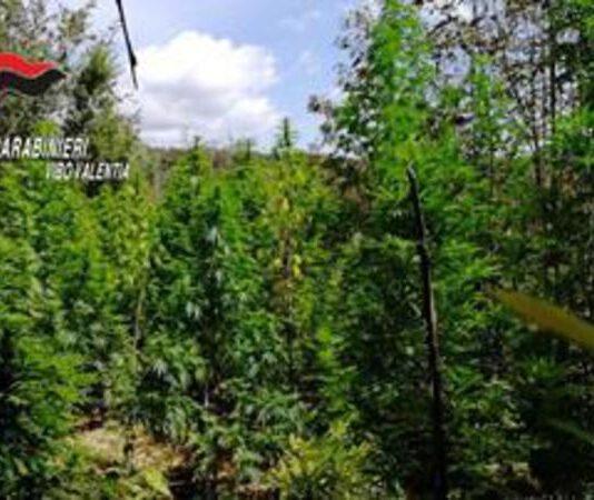 Scoperte cinque piantagioni di marijuana nel vibonese