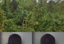 Sorpresi in piantagione di marijuana, arrestati due Gambiani